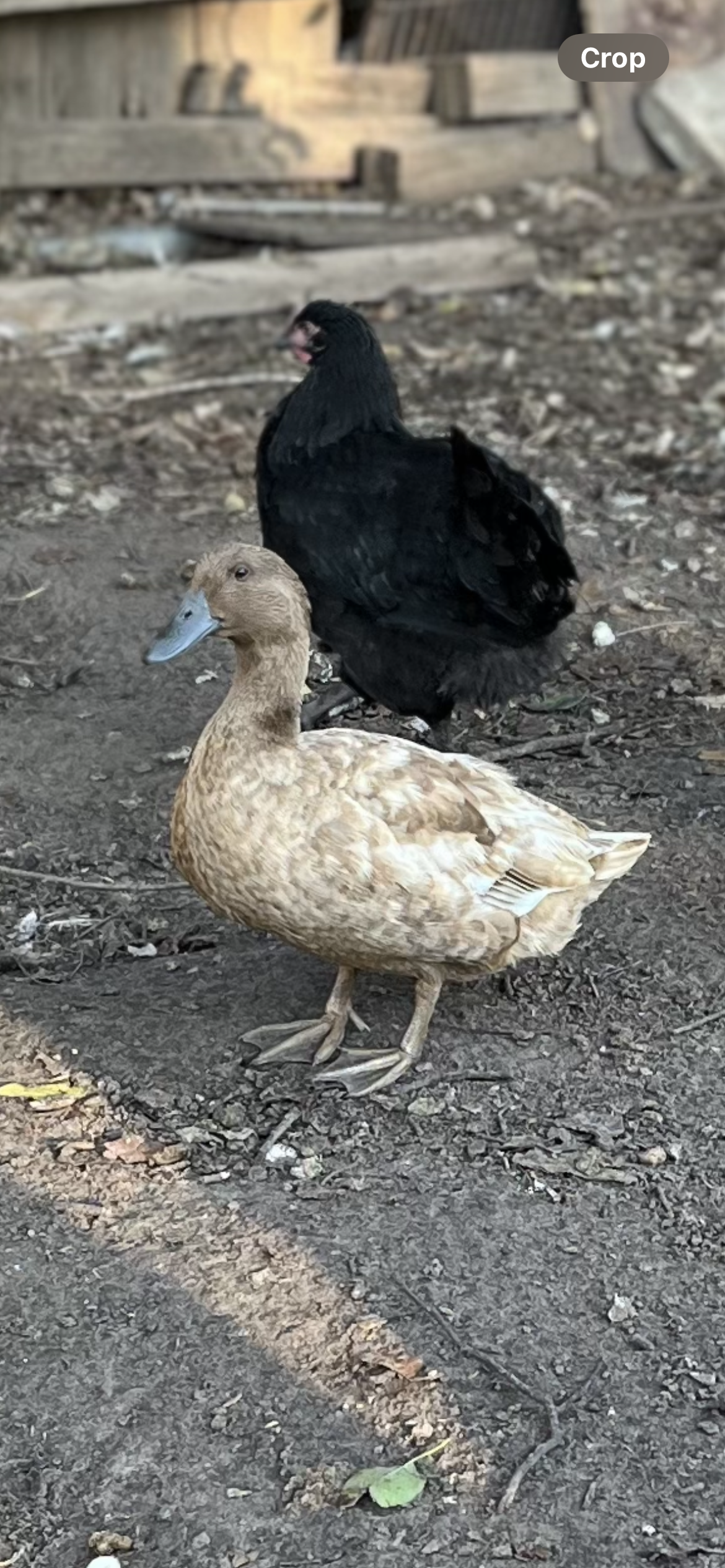 Duck Eggs