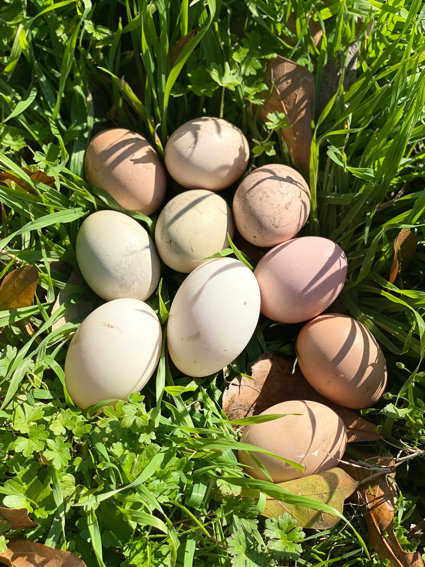 Fresh Farm Eggs (Please Review Summary)