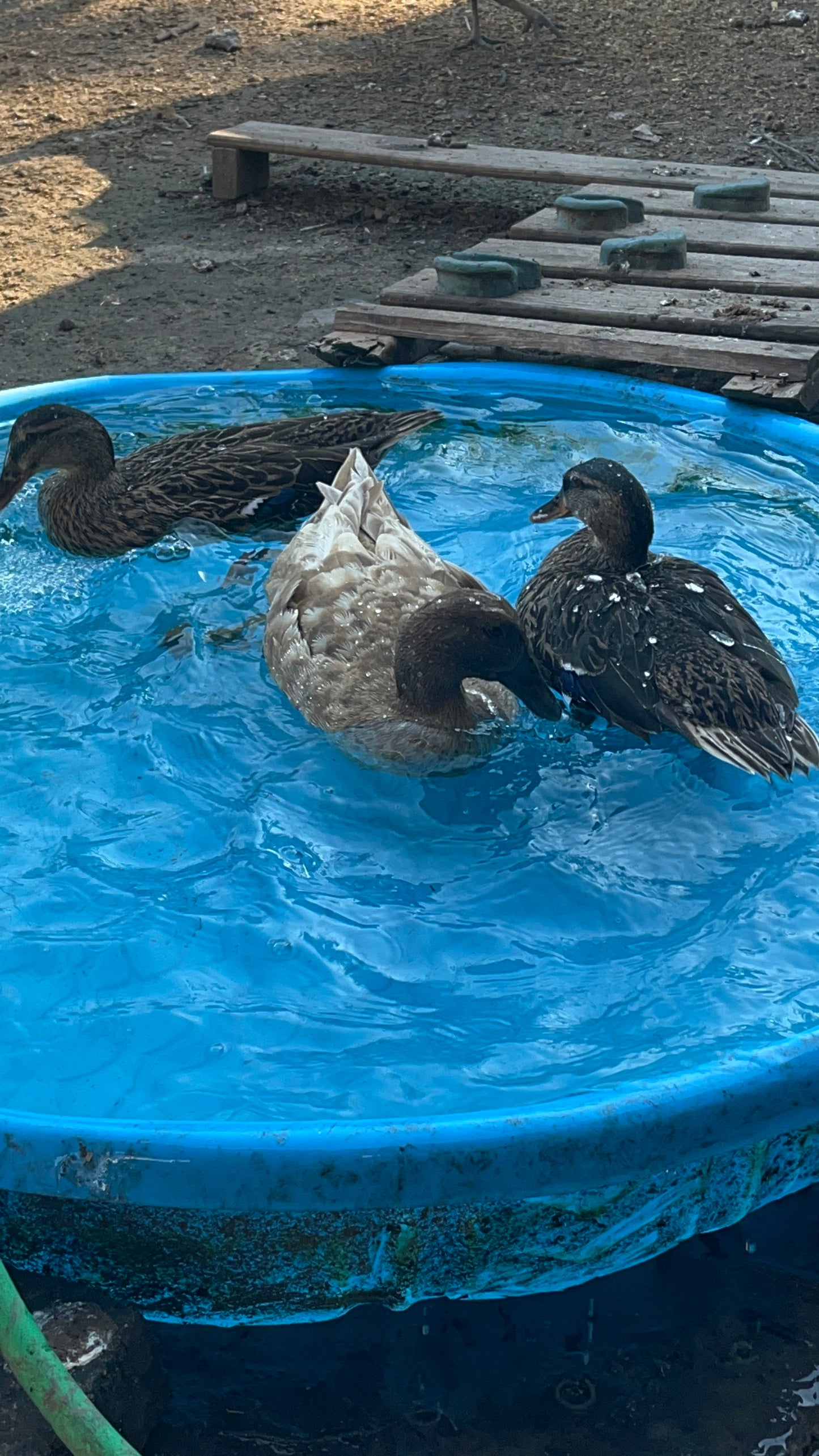 Duck Eggs