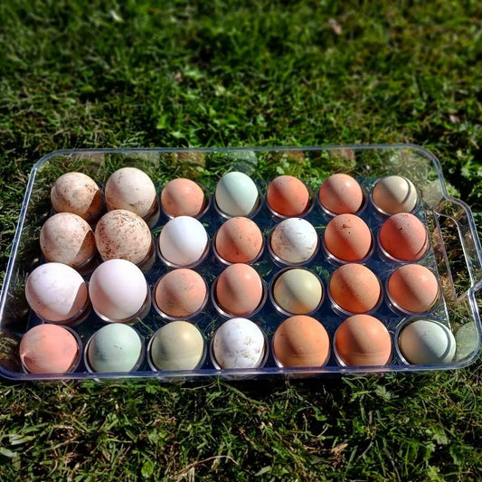 Fresh Farm Eggs (Please Review Summary)