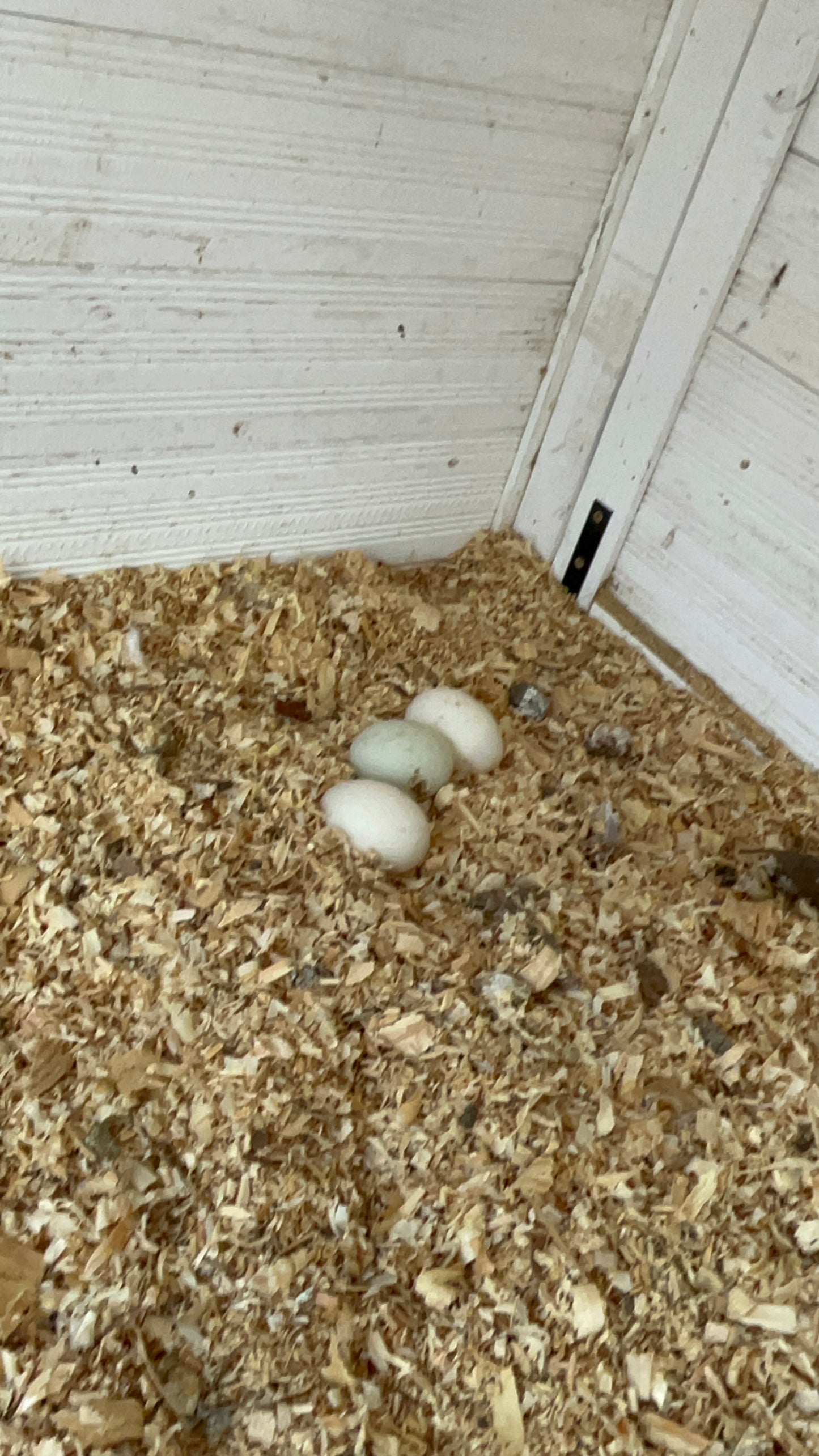 Duck Eggs