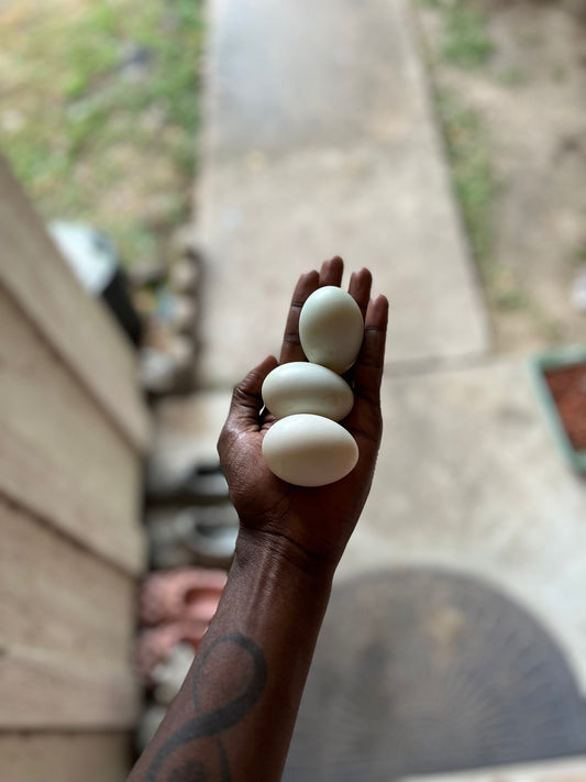 Duck Eggs