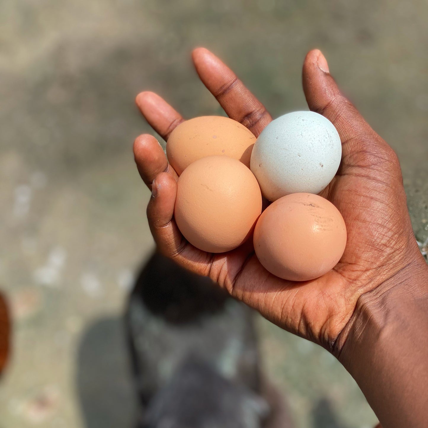 Fresh Farm Eggs (Please Review Summary)