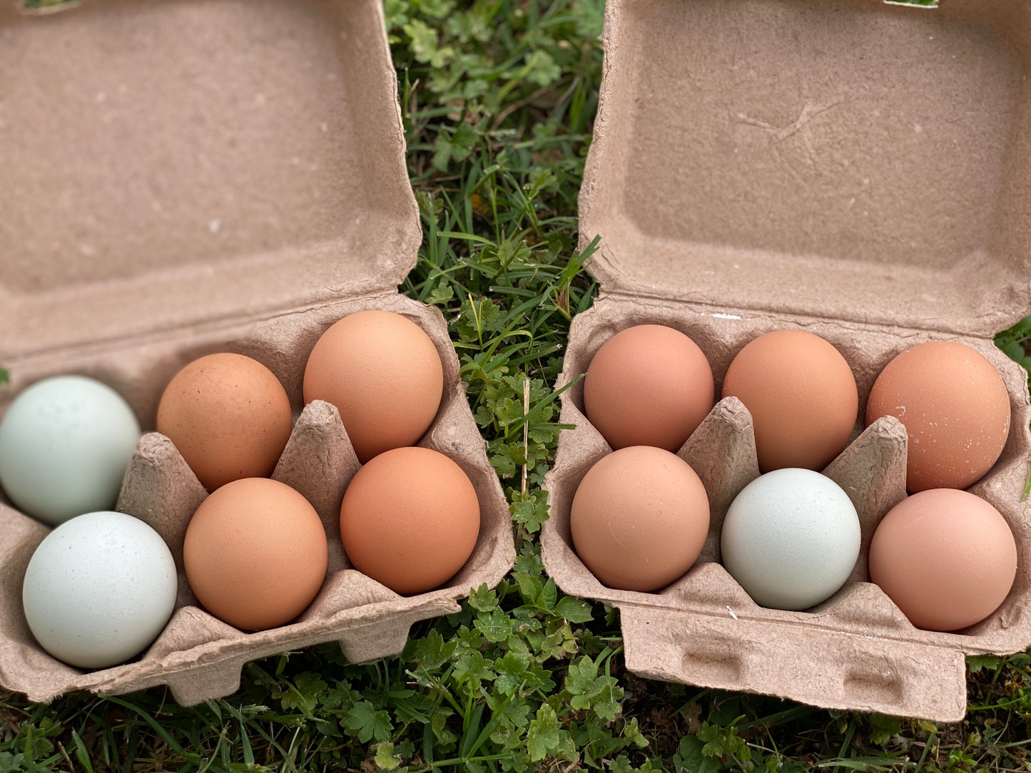 Fresh Farm Eggs (Please Review Summary)