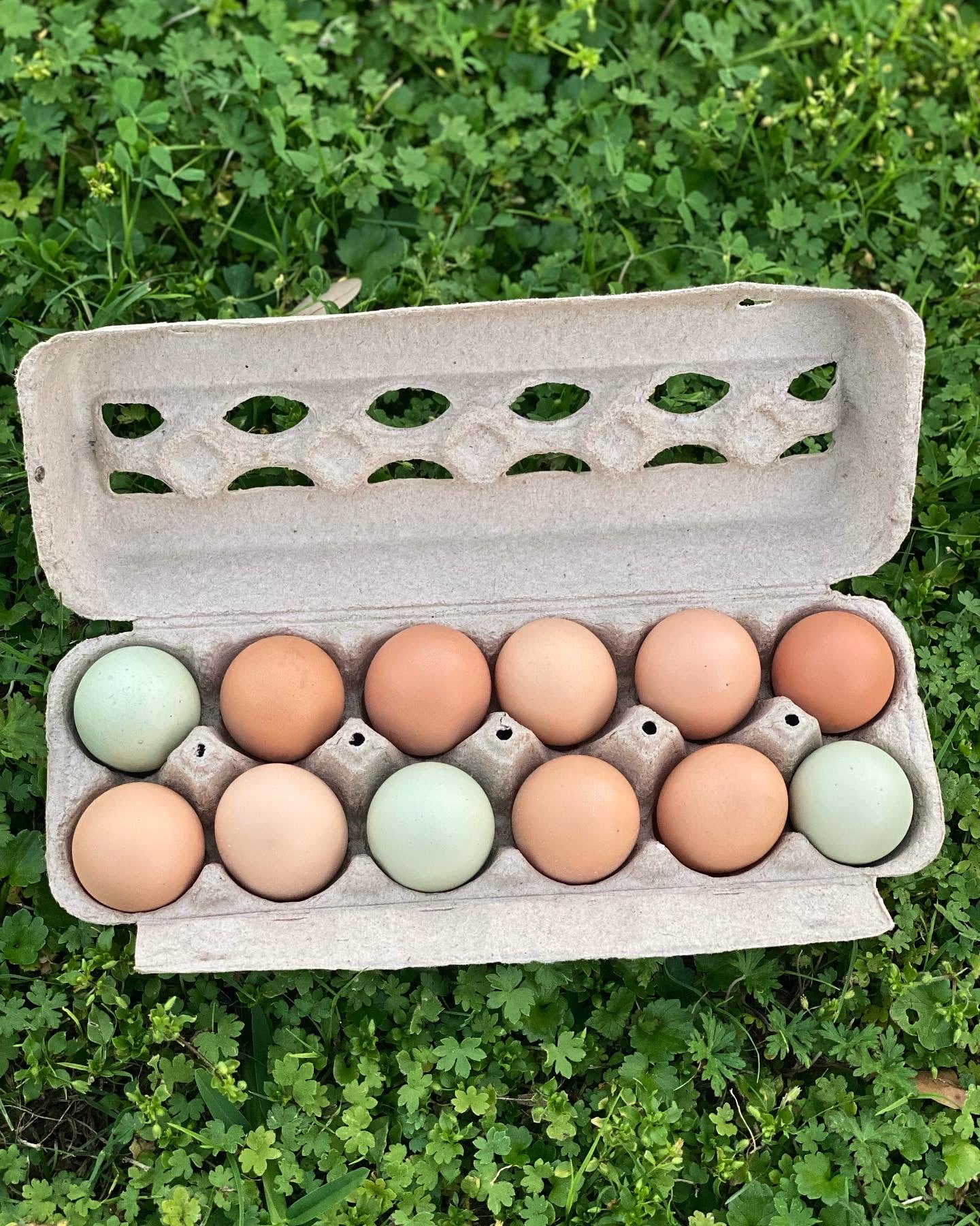Fresh Farm Eggs (Please Review Summary)
