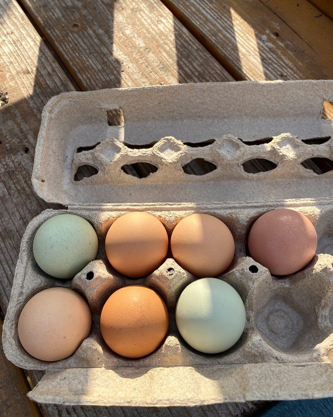 Fresh Farm Eggs (Please Review Summary)